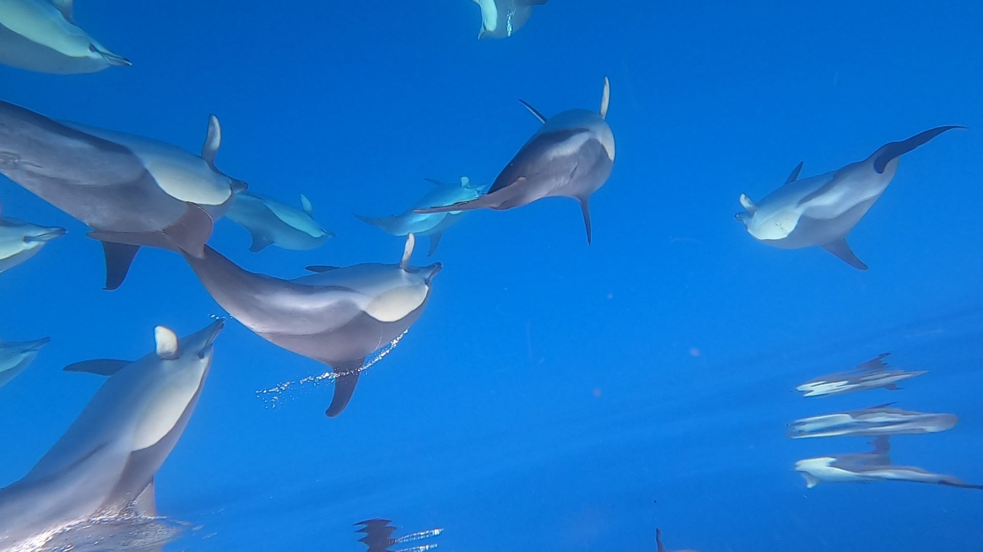 20220617 1956 Horta Whalewatching Delfine unter Wasser