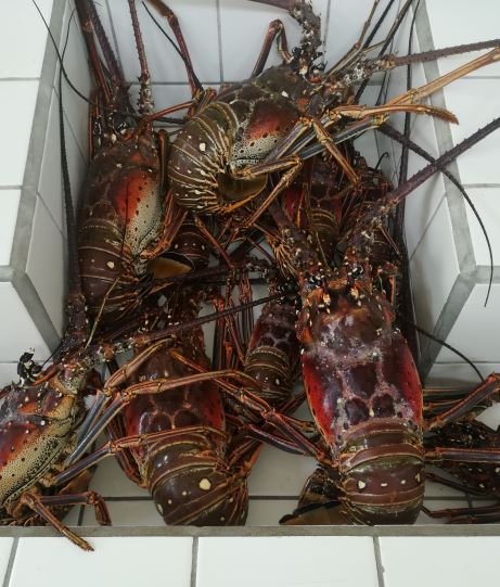 20201028 540 Hillsborough Fischmarkt Lobster 2
