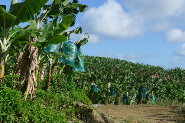 20210223 6580 FdF Bananenplantage